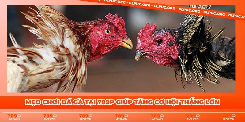 Mẹo chơi đá gà tại 789P giúp tăng cơ hội thắng lớn