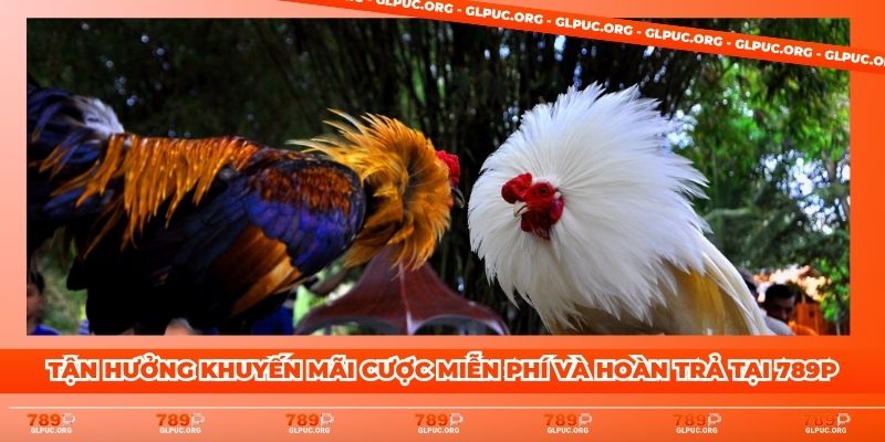 Tận hưởng khuyến mãi cược miễn phí và hoàn trả tại 789P