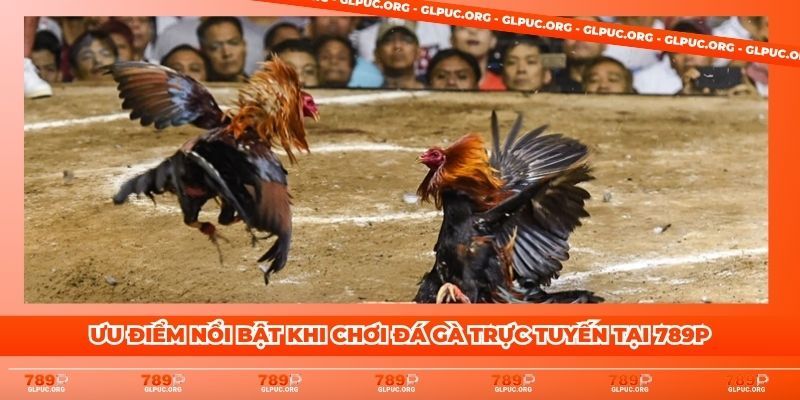 Ưu điểm nổi bật khi chơi đá gà trực tuyến tại 789P